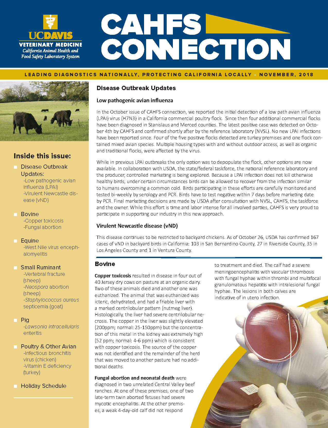 CAHFS Connection Newsletter November 2018