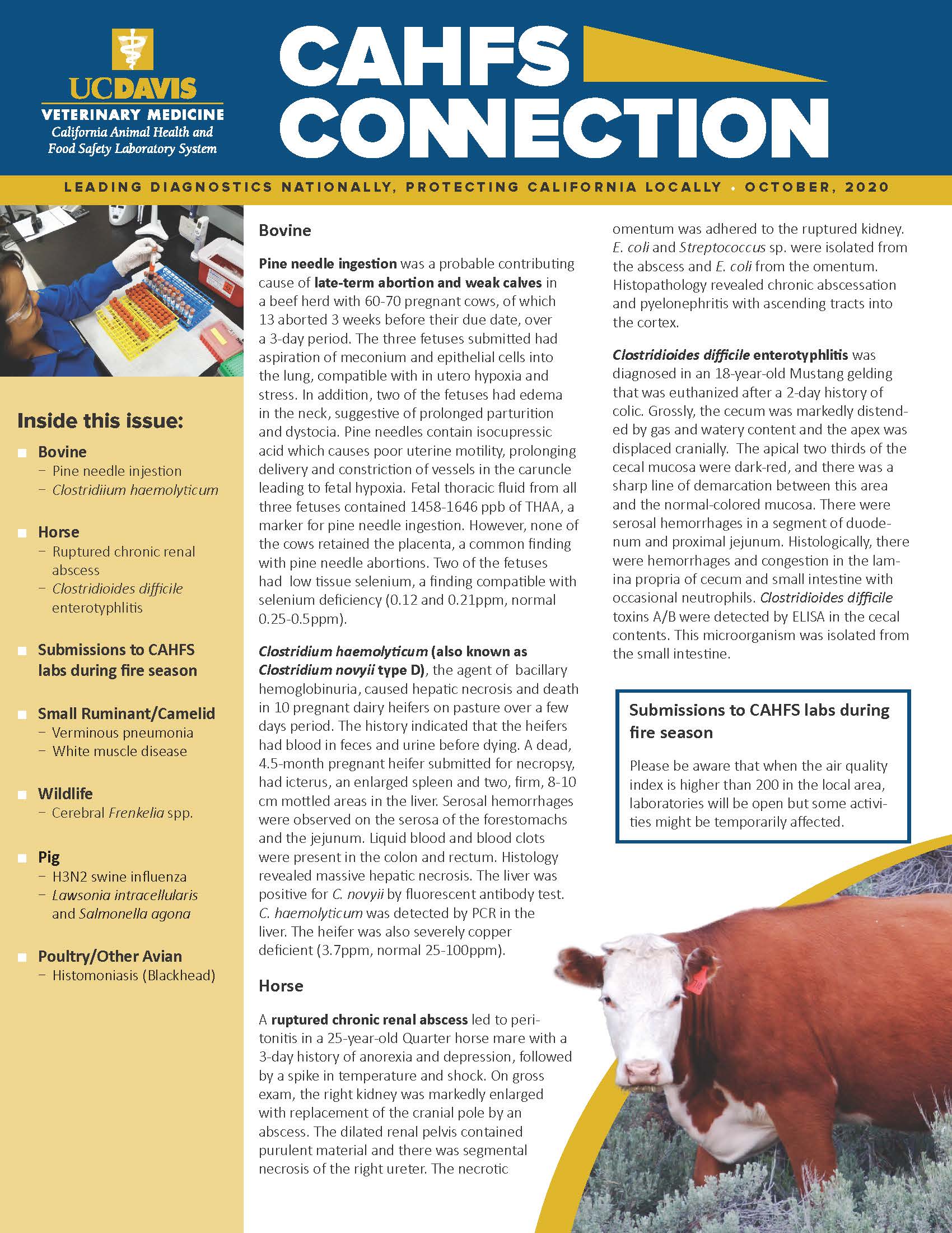 CAHFS Connection Newsletter October 2020