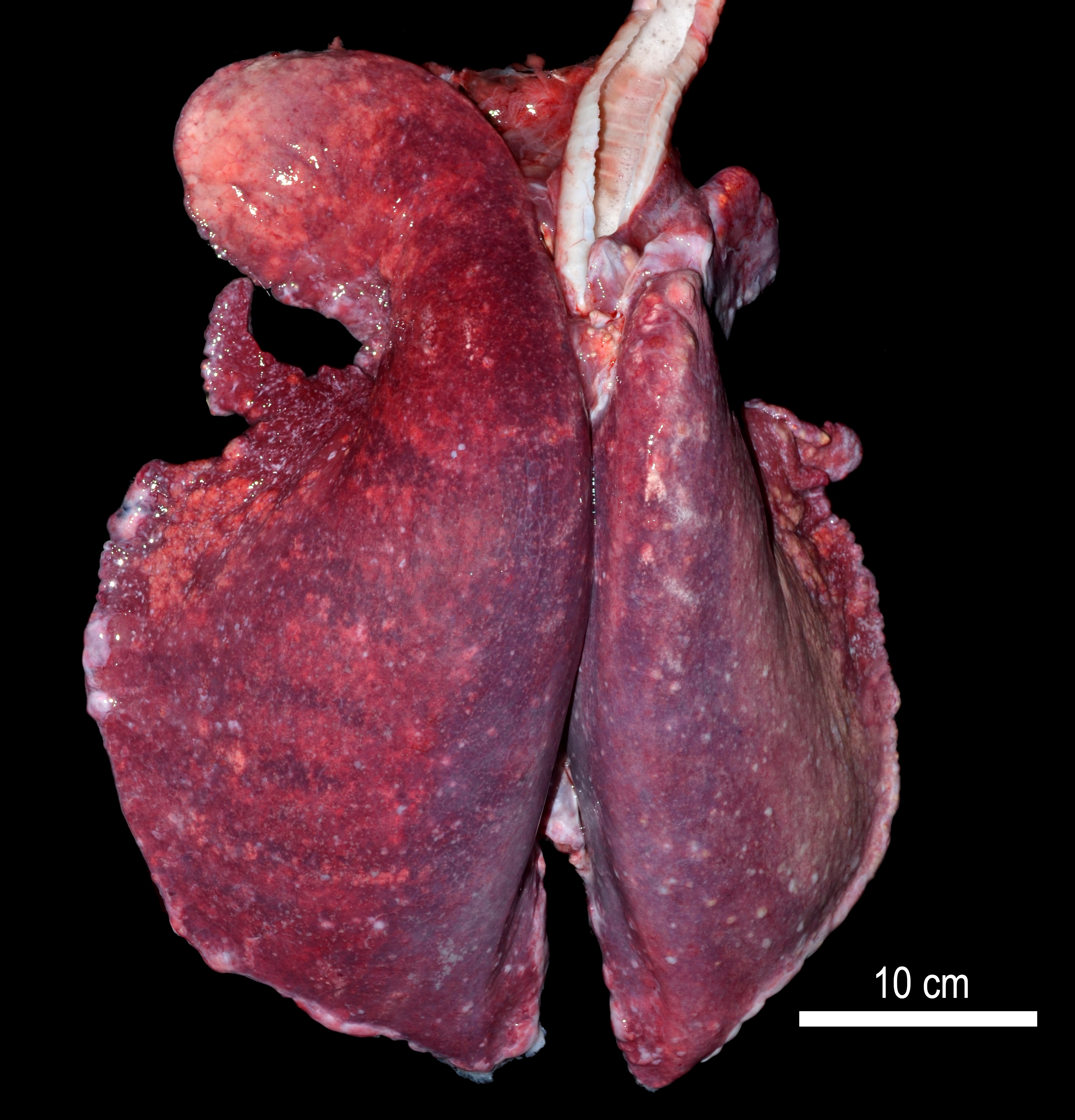 Lungs from alpaca with multifocal pyogranulomas due to Valley Fever