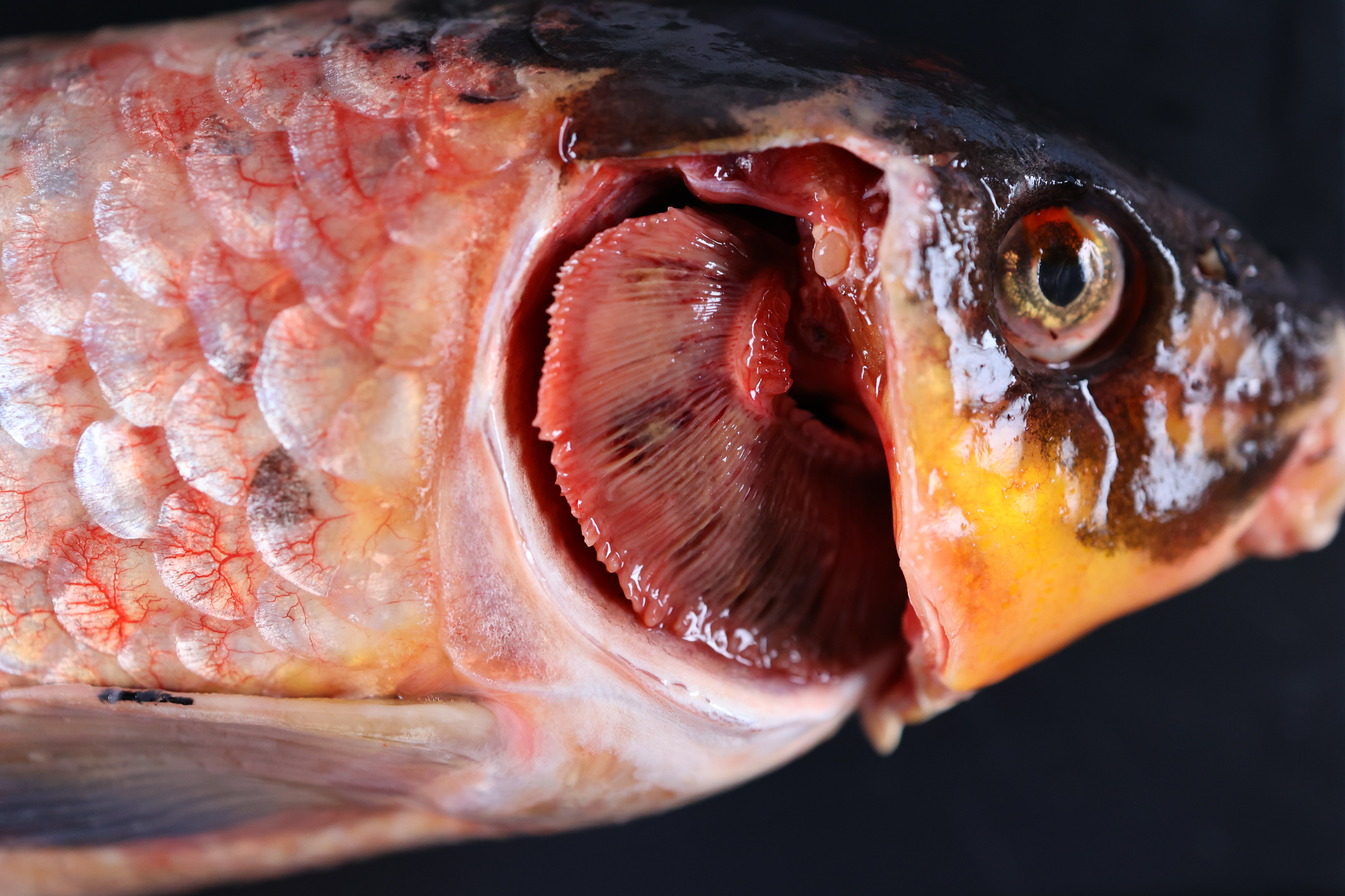 A koi fish with multifocal hemorrhages in the gills.