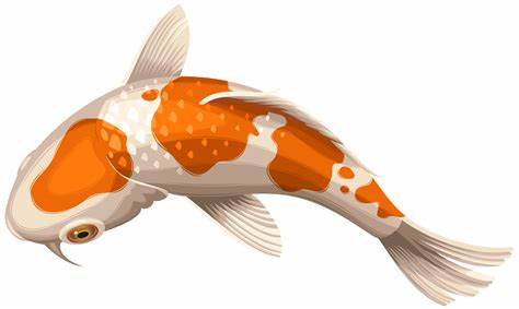 Koi Fish