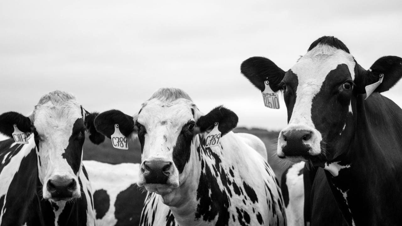 B&W photograph of dairy cows.