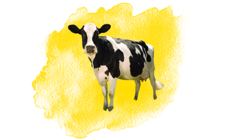Cow in a yellow smudge