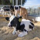 Resting Calf