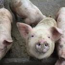 Pig looking at the camera