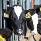 Cows Eating