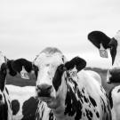 B&W photograph of dairy cows.