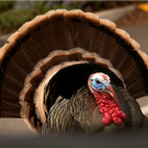 Brown Turkey